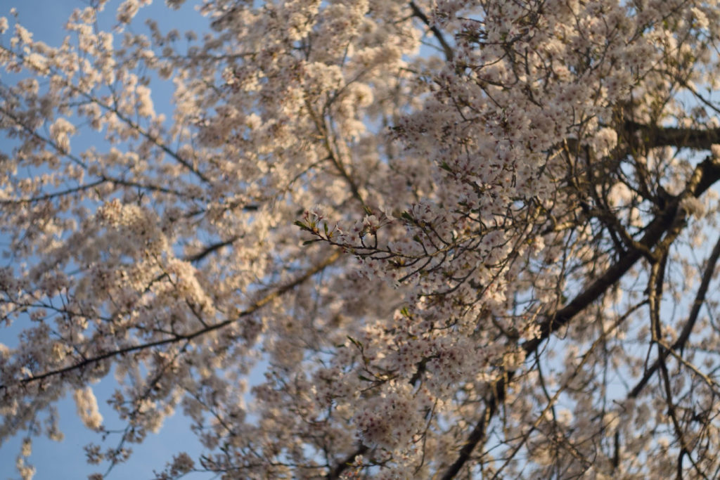 釜房ダム湖畔の桜